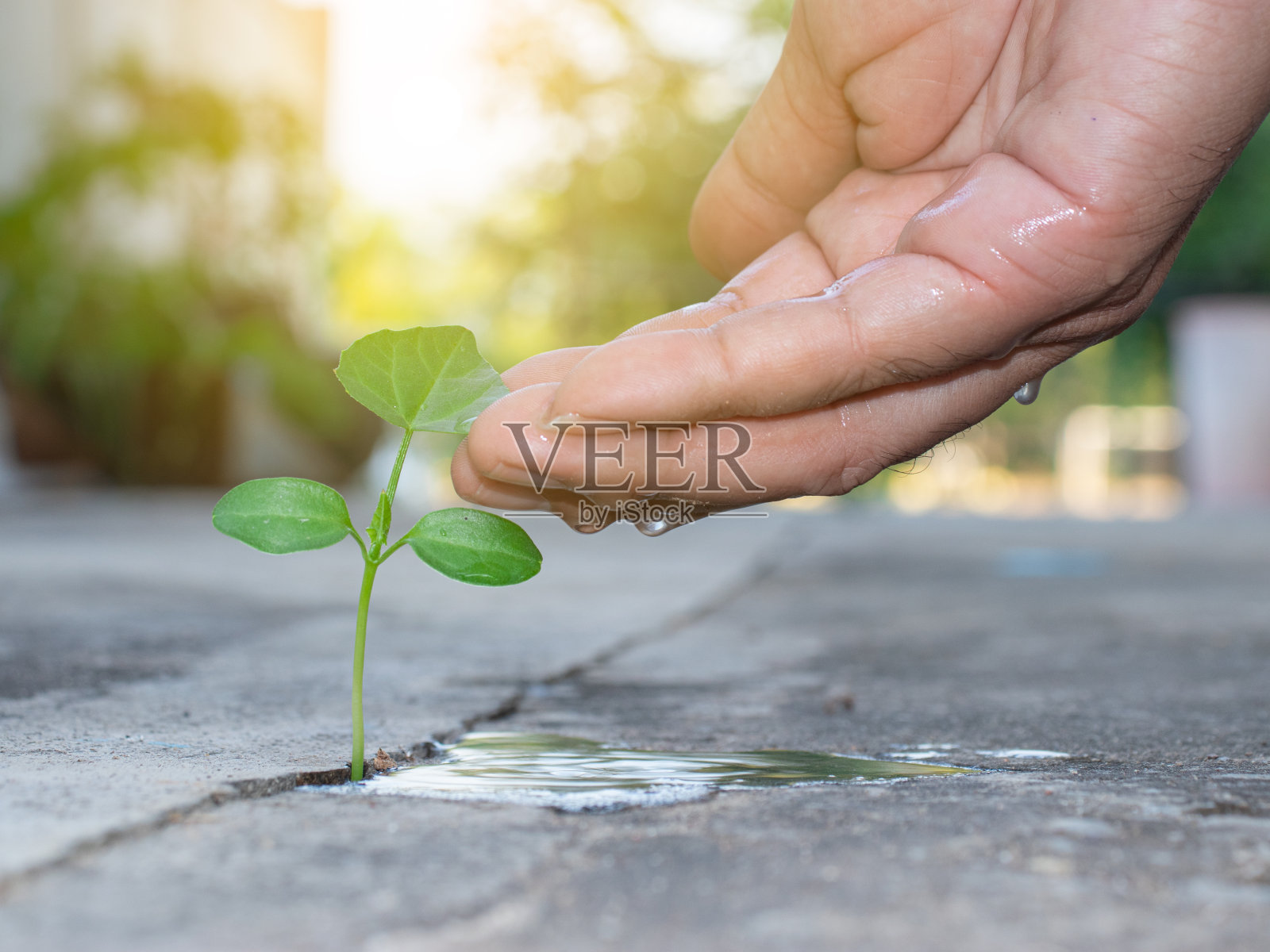 混凝土上的幼苗应该像浇水和生长一样处理。为房子周围一个美丽的环境照片摄影图片