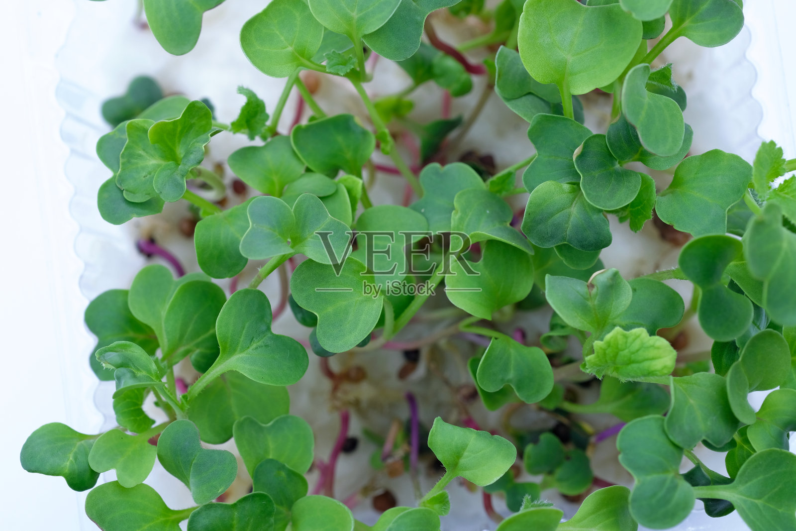 微绿萝卜红色俯视图。照片摄影图片