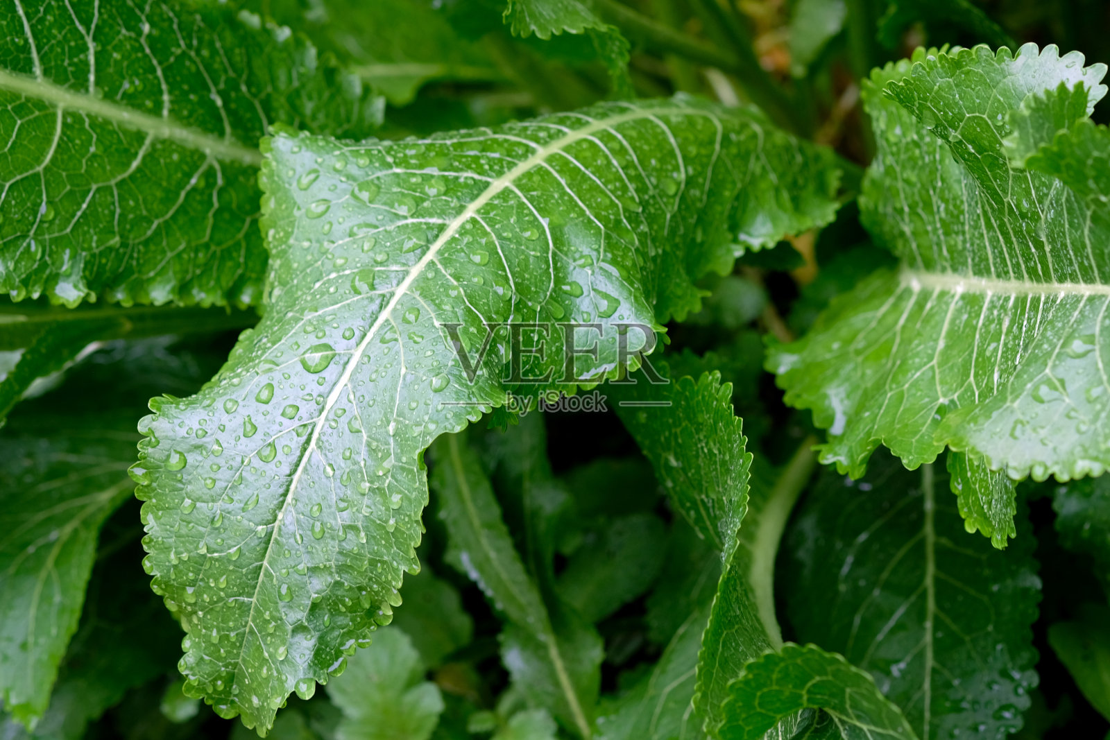 山葵的绿叶。照片摄影图片