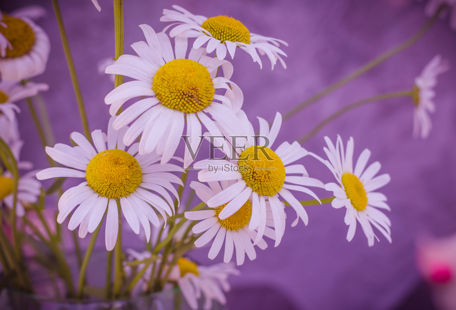紫色背景上美丽的大雏菊照片摄影图片