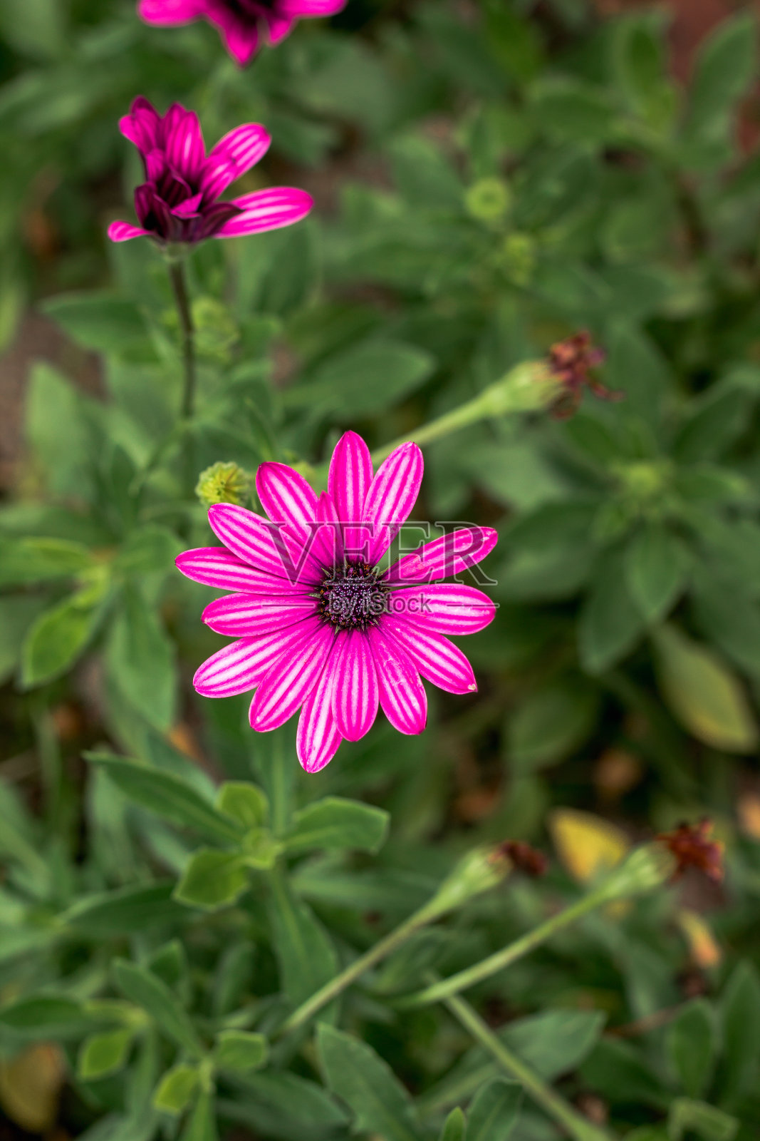 近距离的小紫花盛开照片摄影图片