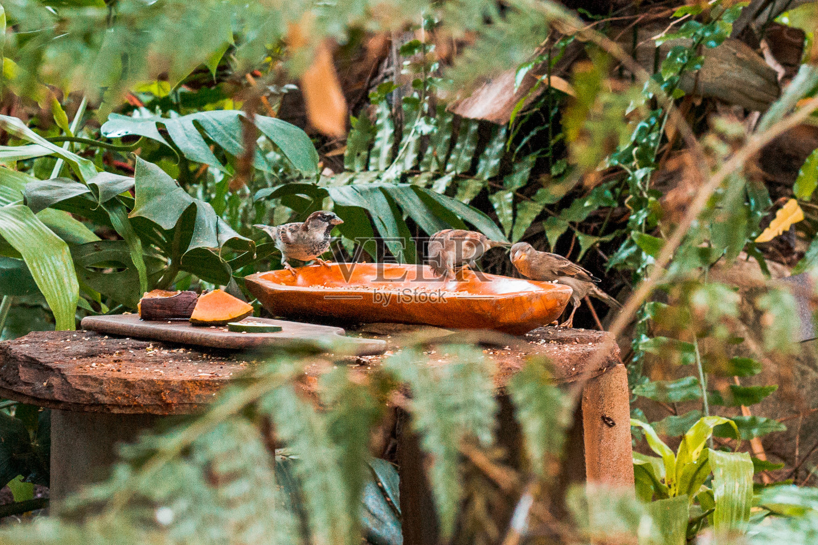 在热带温室里用盘子吃东西的鸟照片摄影图片