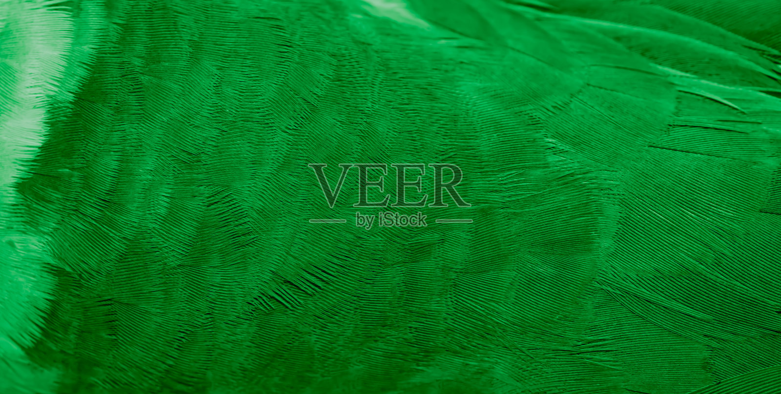 绿色羽毛鸽子微距照片。纹理或背景照片摄影图片