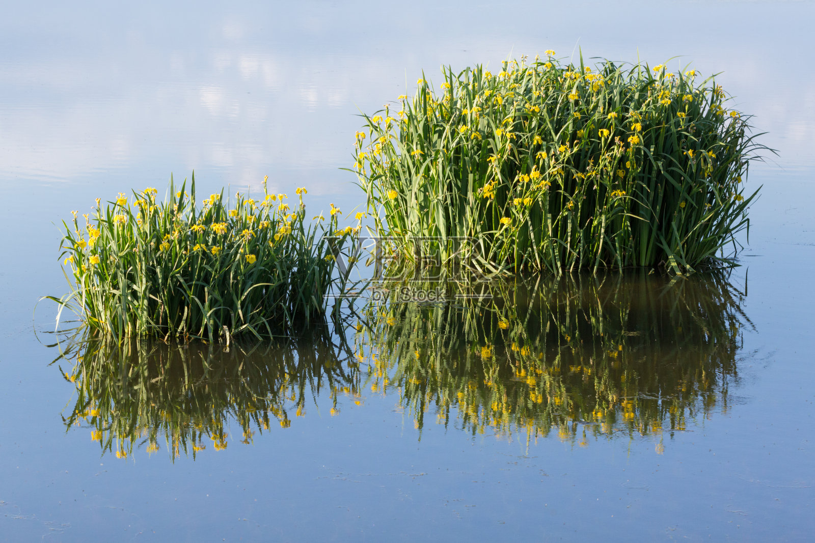 夏日晴空万里，湖中黄旗倒影照片摄影图片