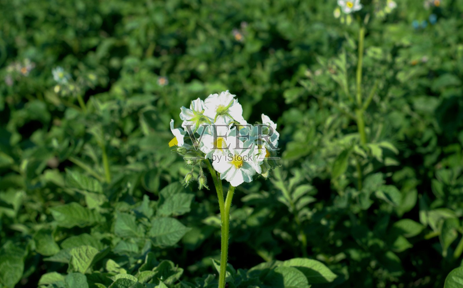 田野里的土豆正在开花照片摄影图片