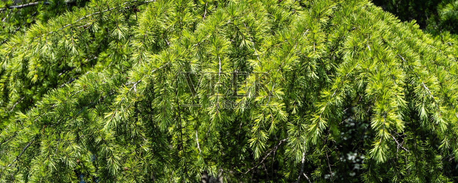 生长在度假小镇阿德勒堤岸上的喜玛拉雅雪松(雪松，Deodar)的嫩绿色针叶。特写镜头。黑海。模糊的背景。有选择性的重点。阿德勒。索契。照片摄影图片