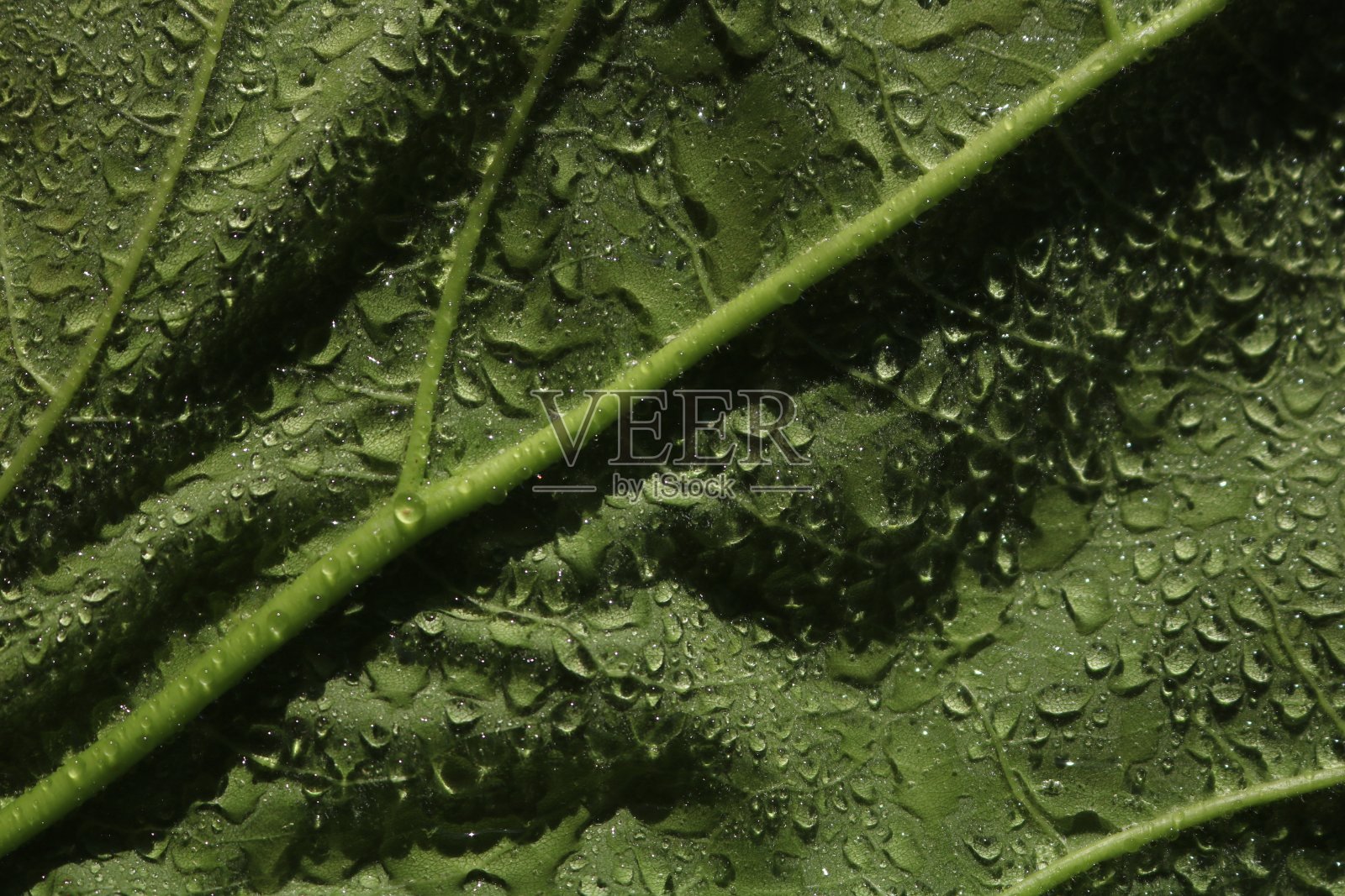 雨后的绿叶和水珠照片摄影图片