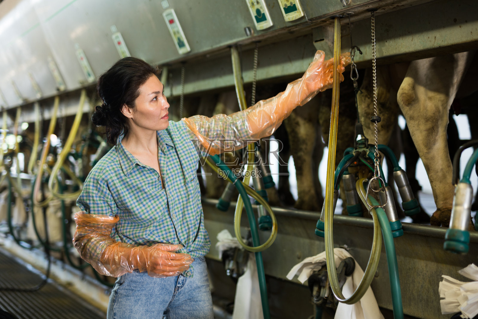 浓缩的哈萨克妇女在挤奶机附近工作照片摄影图片