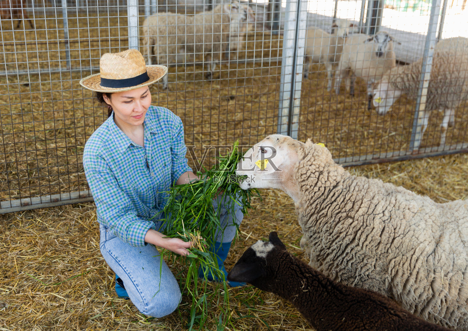 用新鲜的草喂羊的亚洲妇女农民照片摄影图片