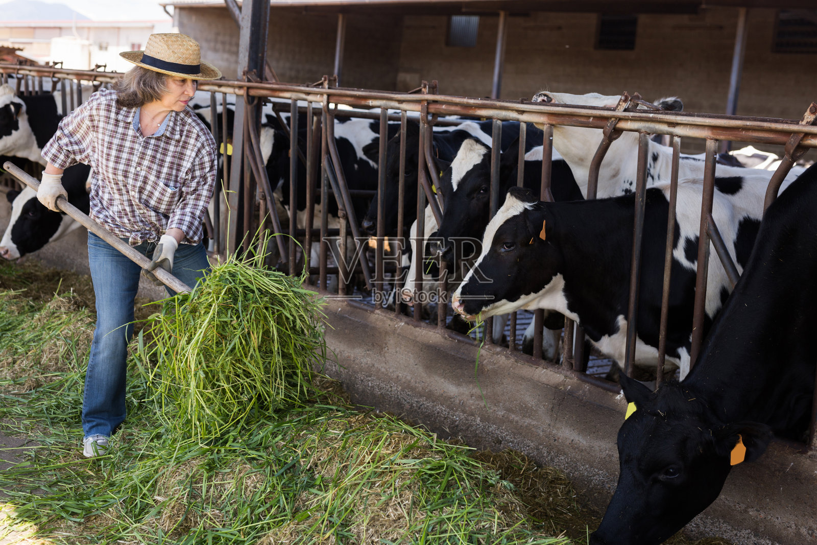 女农民在奶牛里工作的肖像照片摄影图片