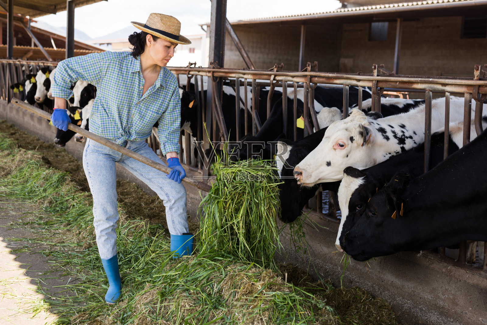 亚洲农妇在牛棚工作，喂牛照片摄影图片