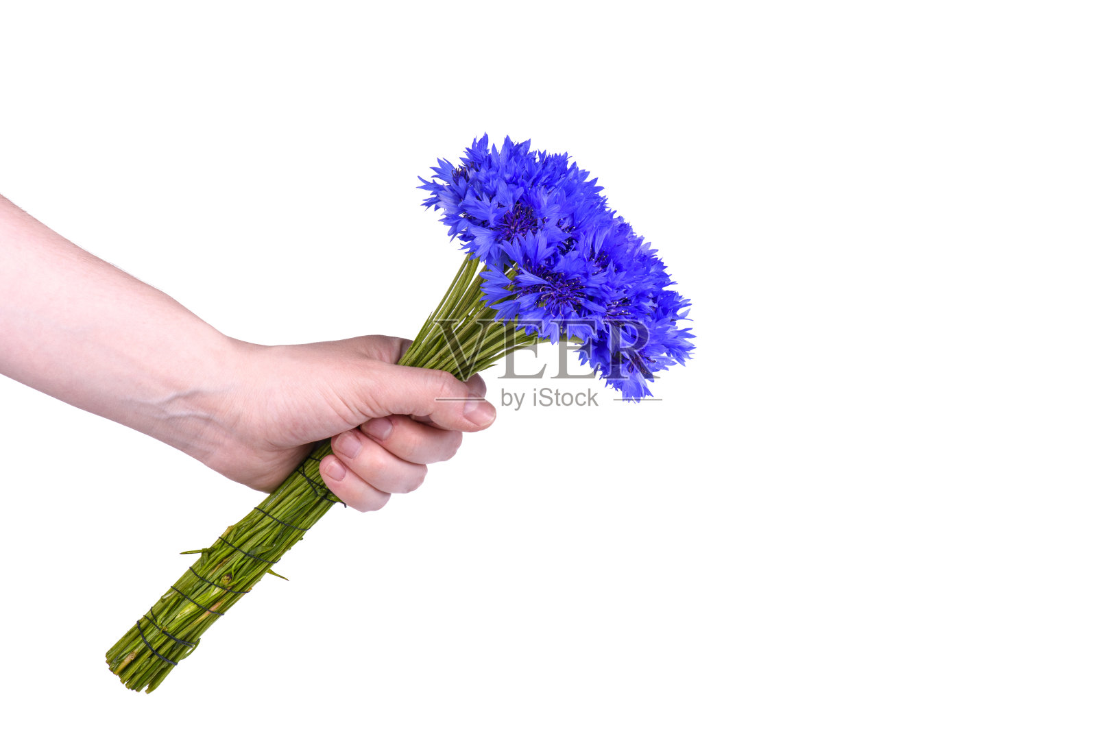 手里拿着一束鲜花。矢车菊特写照片摄影图片