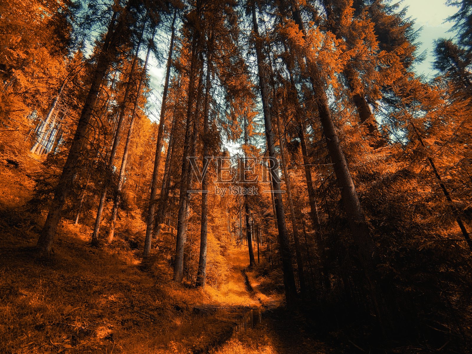 美丽的秋天的森林。树林里的秋色。照片摄影图片