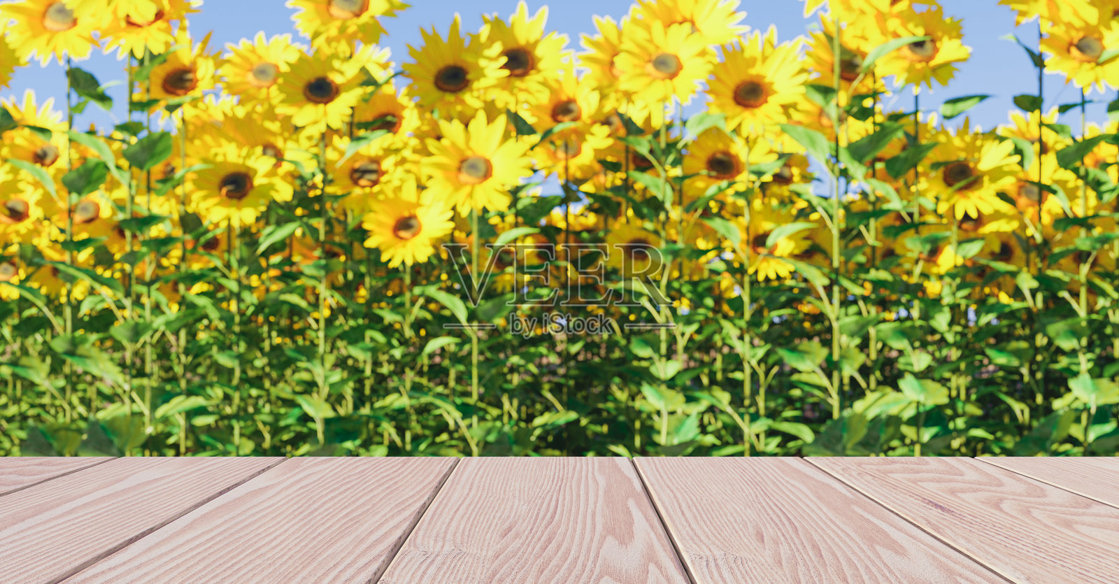 空木板与向日葵田背景照片摄影图片