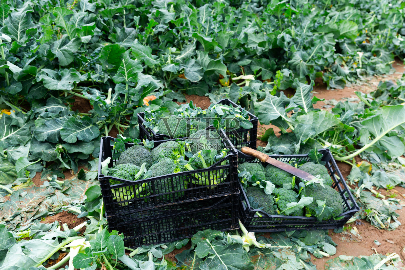 农田上的花椰菜盒子照片摄影图片