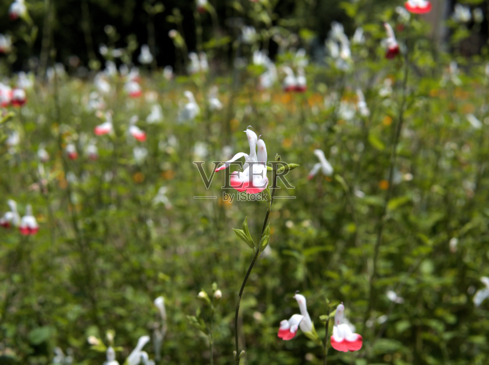 萨尔维亚微植物照片摄影图片