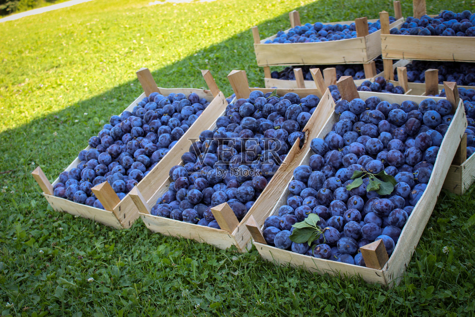 李子市场。装满成熟的蓝李子的箱子。李子丰收之后。李属有明显。照片摄影图片