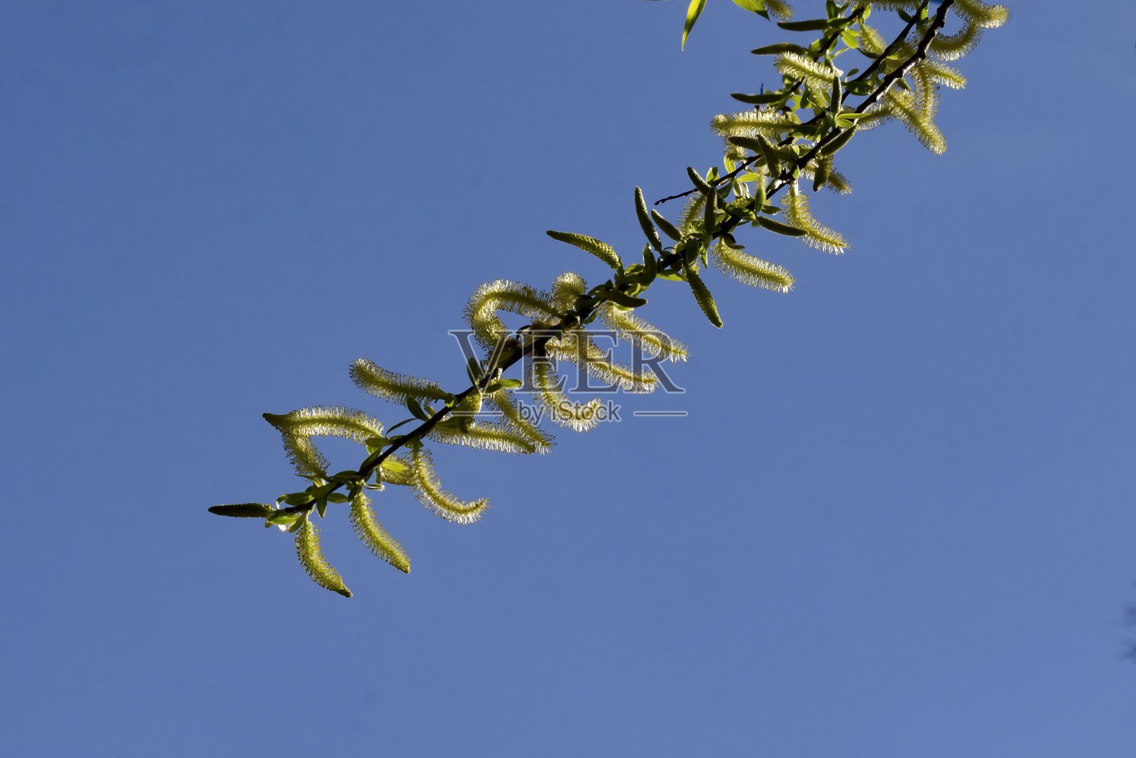 春白柳的叶和花序照片摄影图片