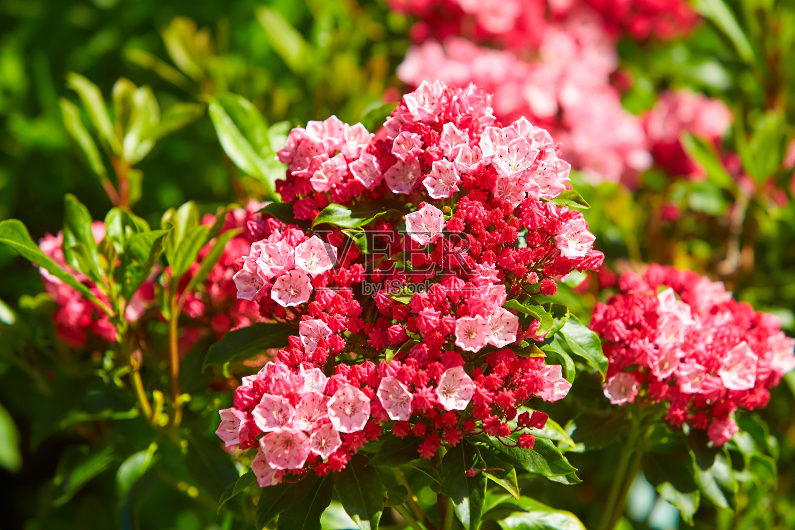山月桂“萨拉”(Kalmia latifolia)。花蕾喜欢蛋糕装饰，花蕾上盛开的花朵。照片摄影图片