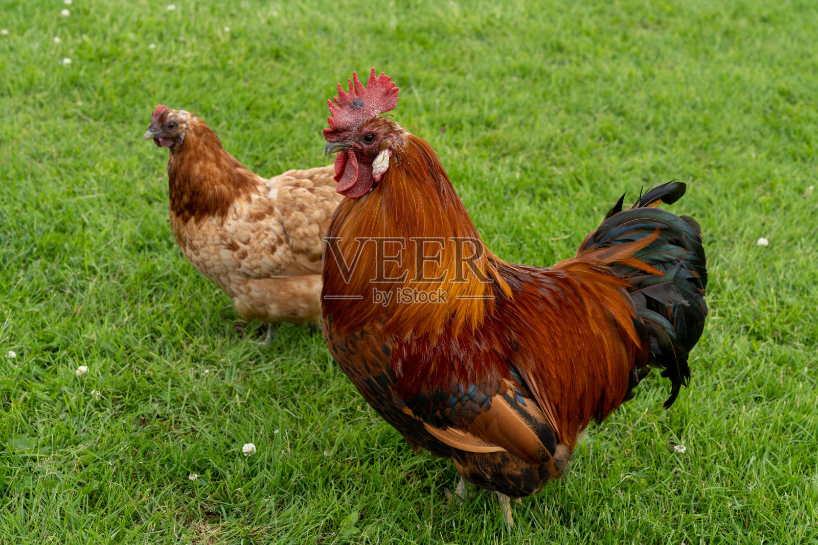绿草背景下的放养公鸡和母鸡照片摄影图片