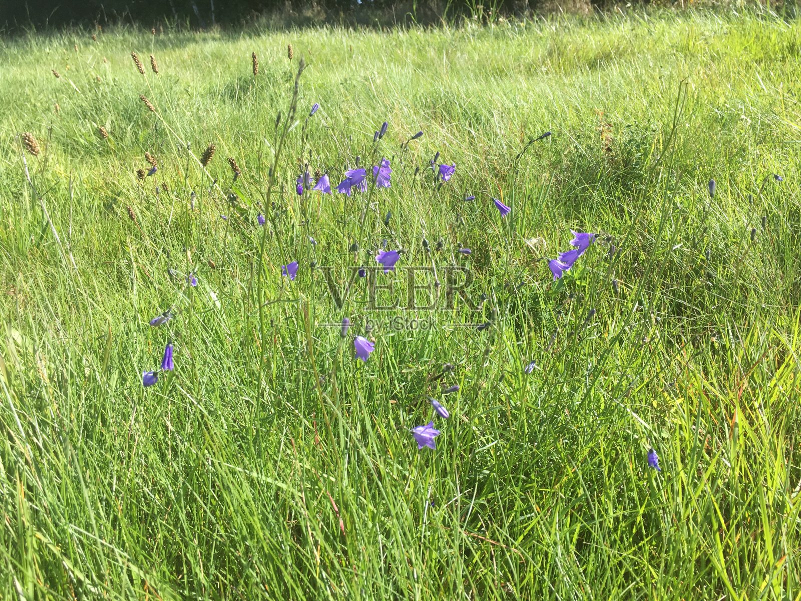 风铃草或在草中展开的风铃花照片摄影图片