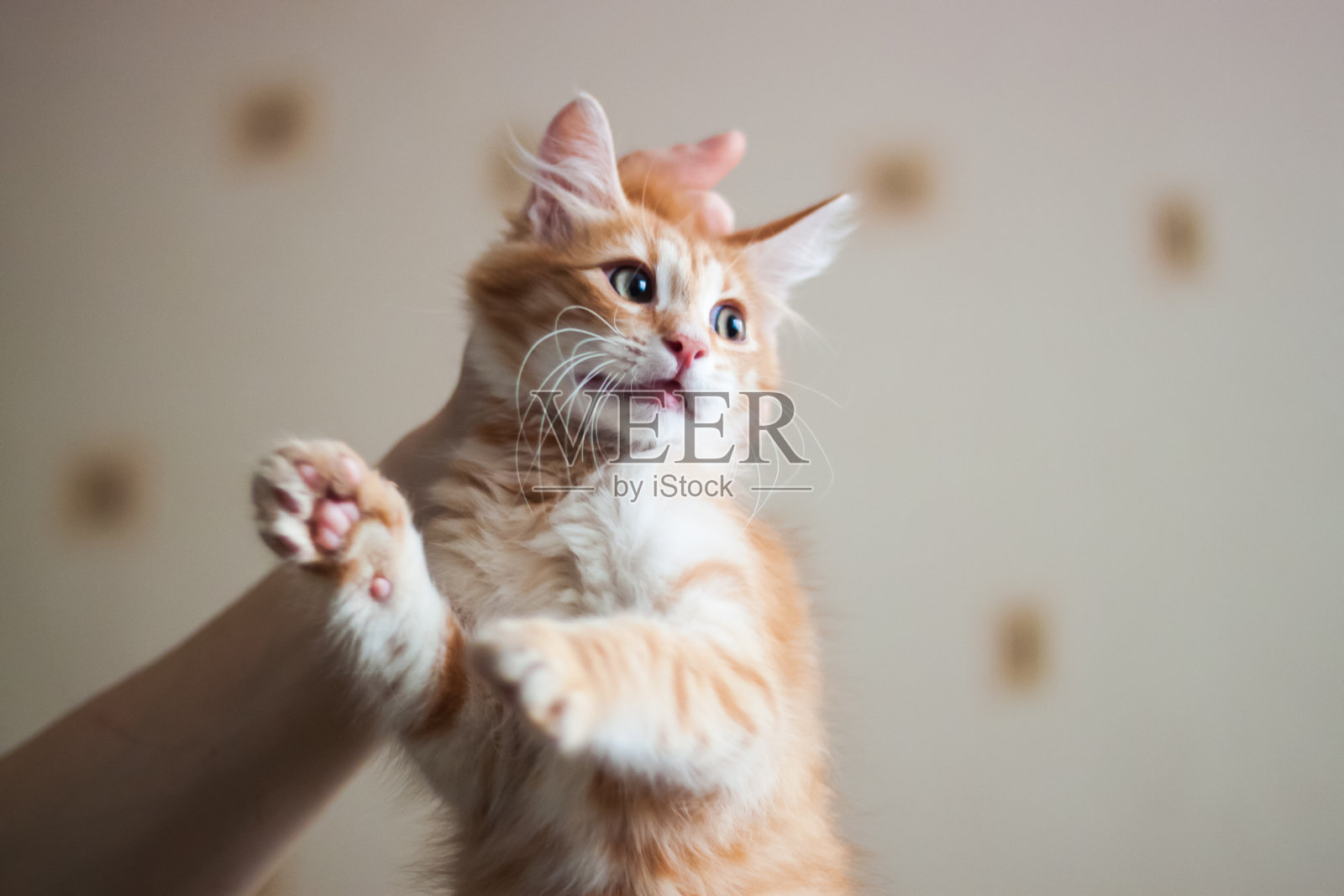 一个男人抱着一只姜黄色的小猫照片摄影图片