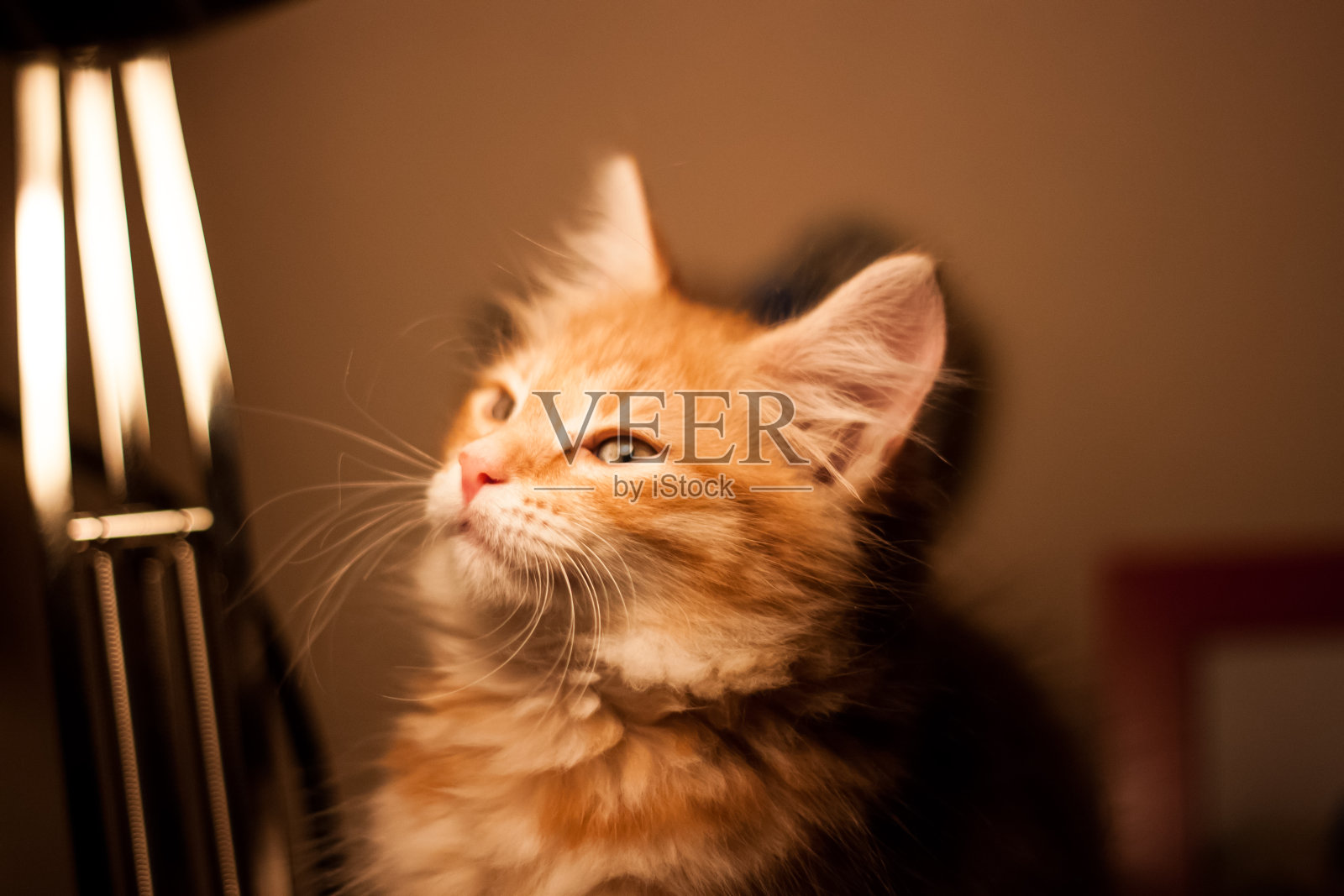 小猫站在桌子上，对着灯皱着眉头照片摄影图片