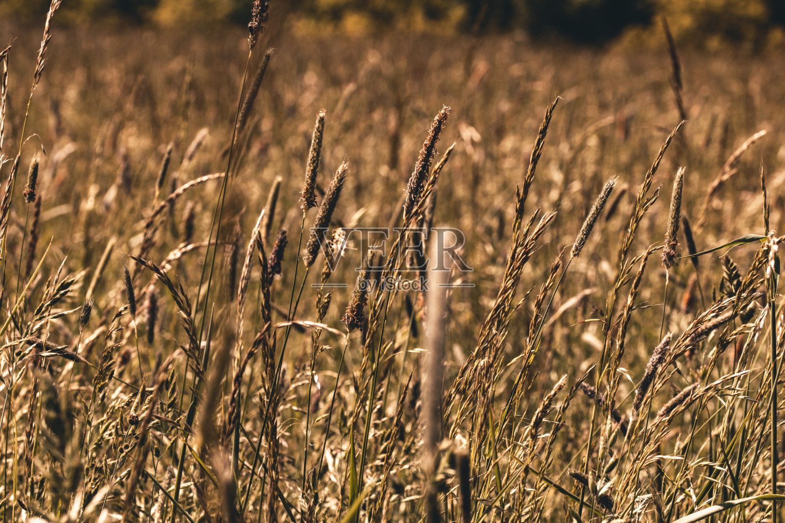 阳光下的玉米田特写照片摄影图片