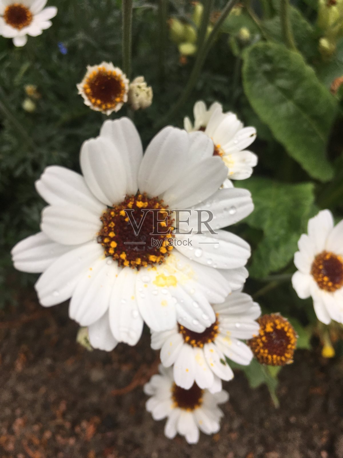 rhodanthemhommariense，摩洛哥雏菊照片摄影图片