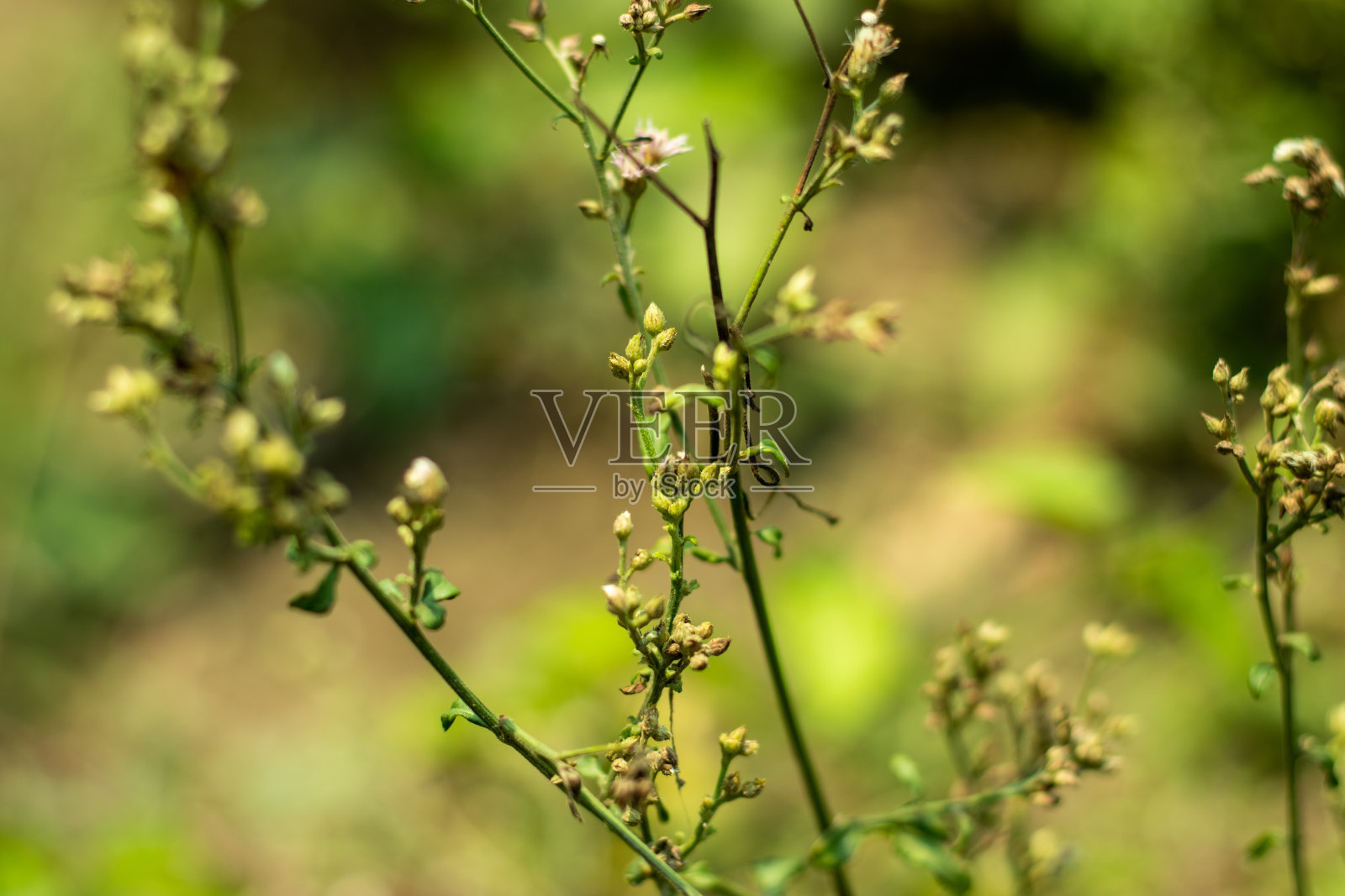 道路和河边的野生植物或野生绿草植物照片摄影图片