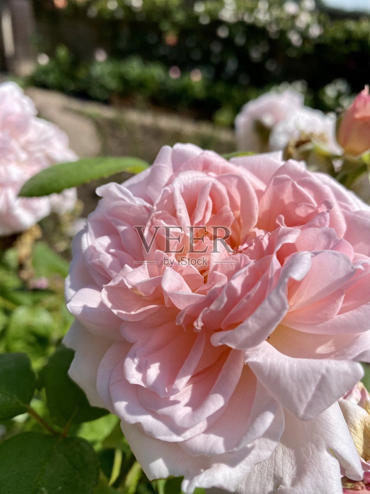 白色和粉红色的玫瑰花照片摄影图片