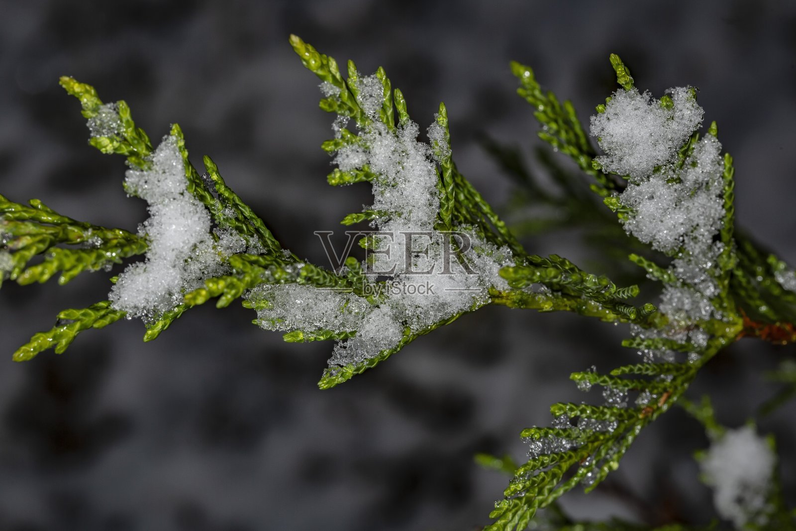 云杉上的雪。照片摄影图片