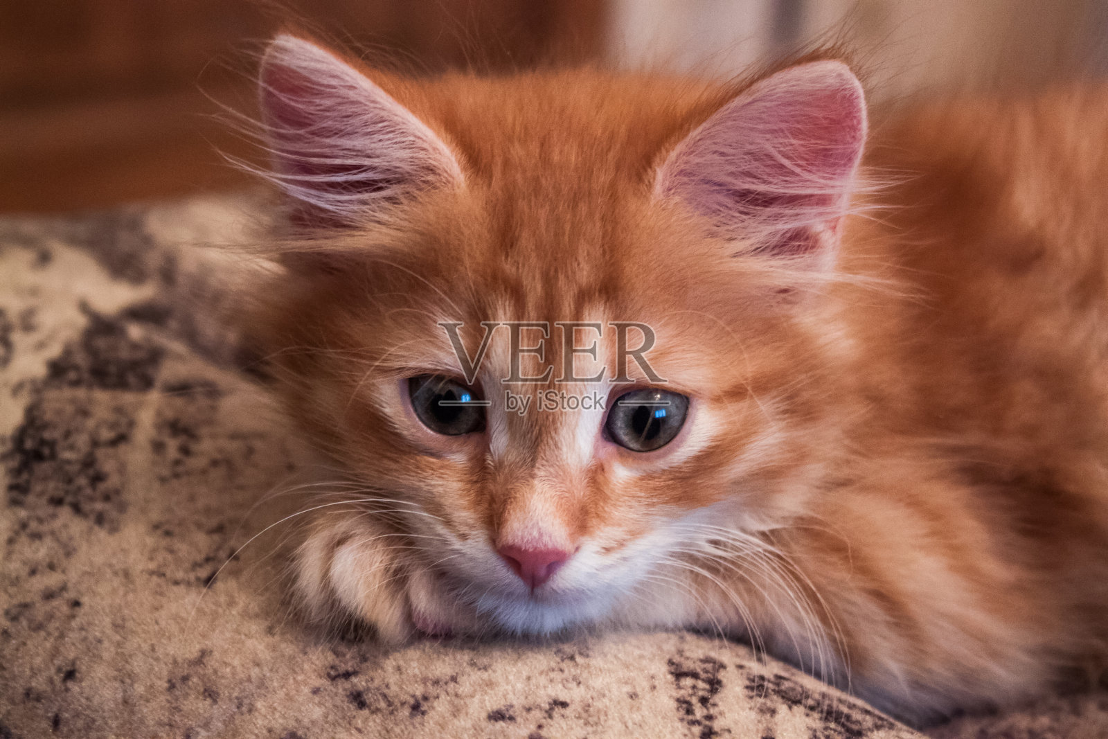 可爱可爱的小红猫躺在沙发上，近距离看照片摄影图片