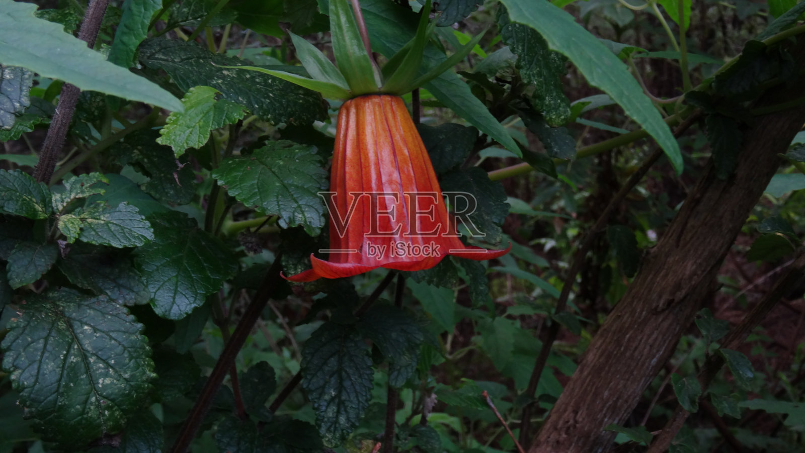 加那利岛风铃花，(卡纳里纳金丝雀)，特内里费，加那利群岛，西班牙。照片摄影图片