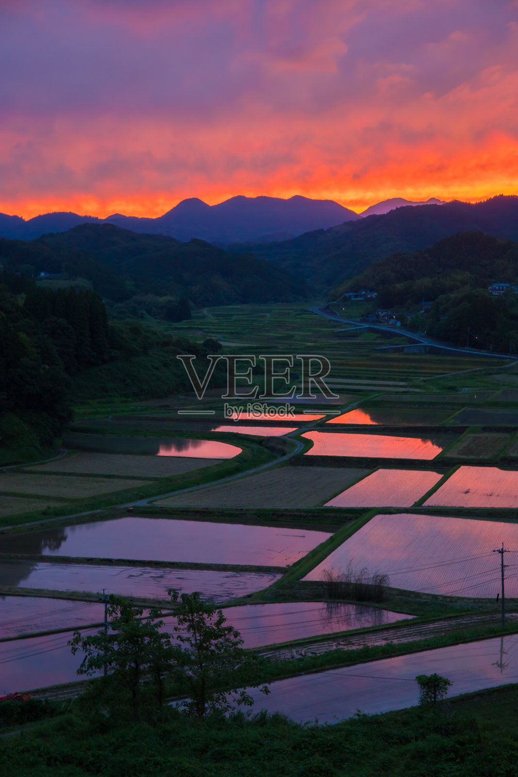 稻田与日落照片摄影图片