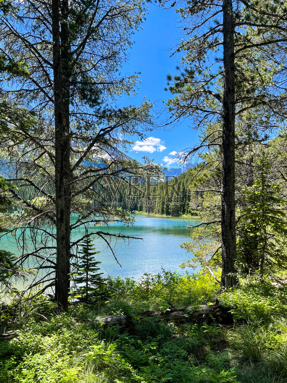 穿过树林照片摄影图片