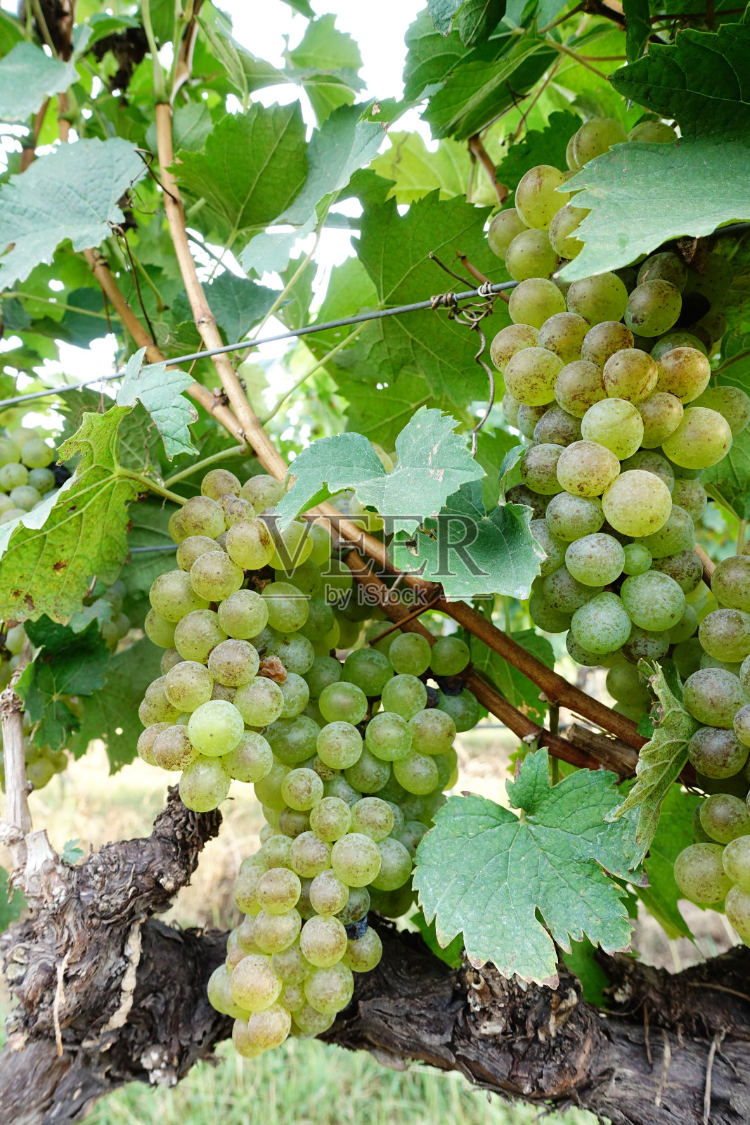 葡萄藤和一串白葡萄照片摄影图片