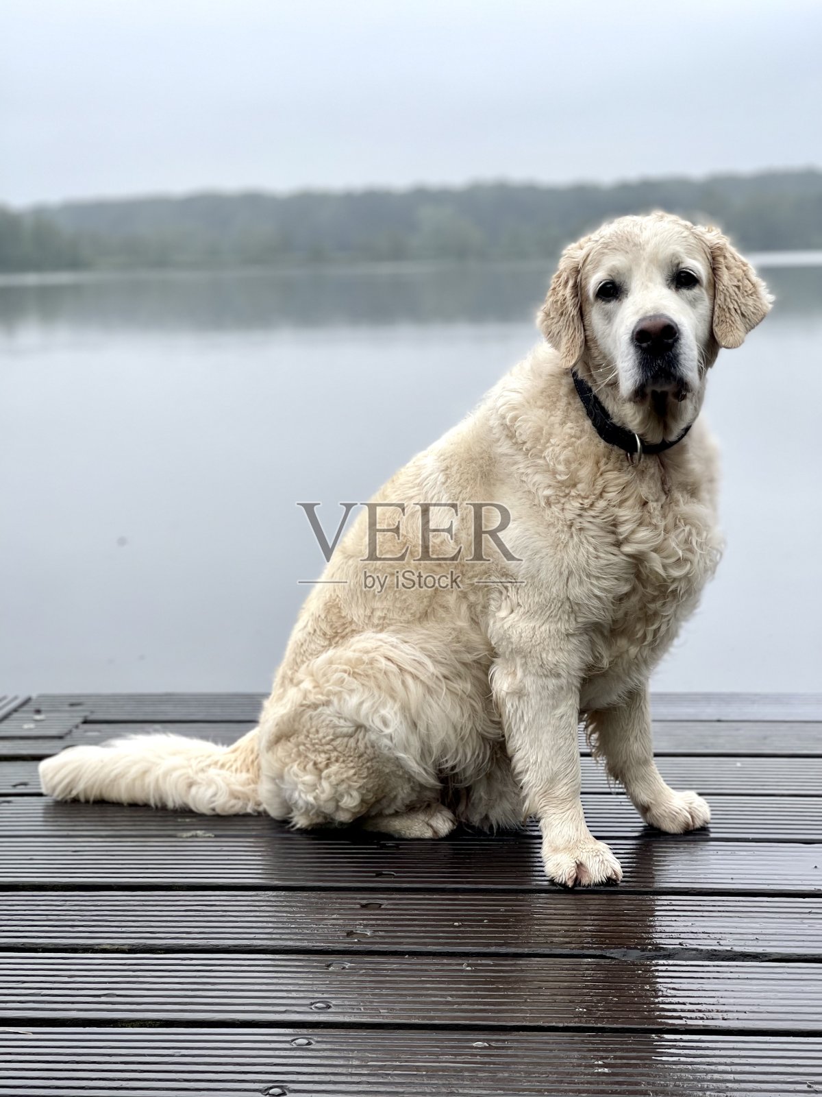 金毛猎犬照片摄影图片