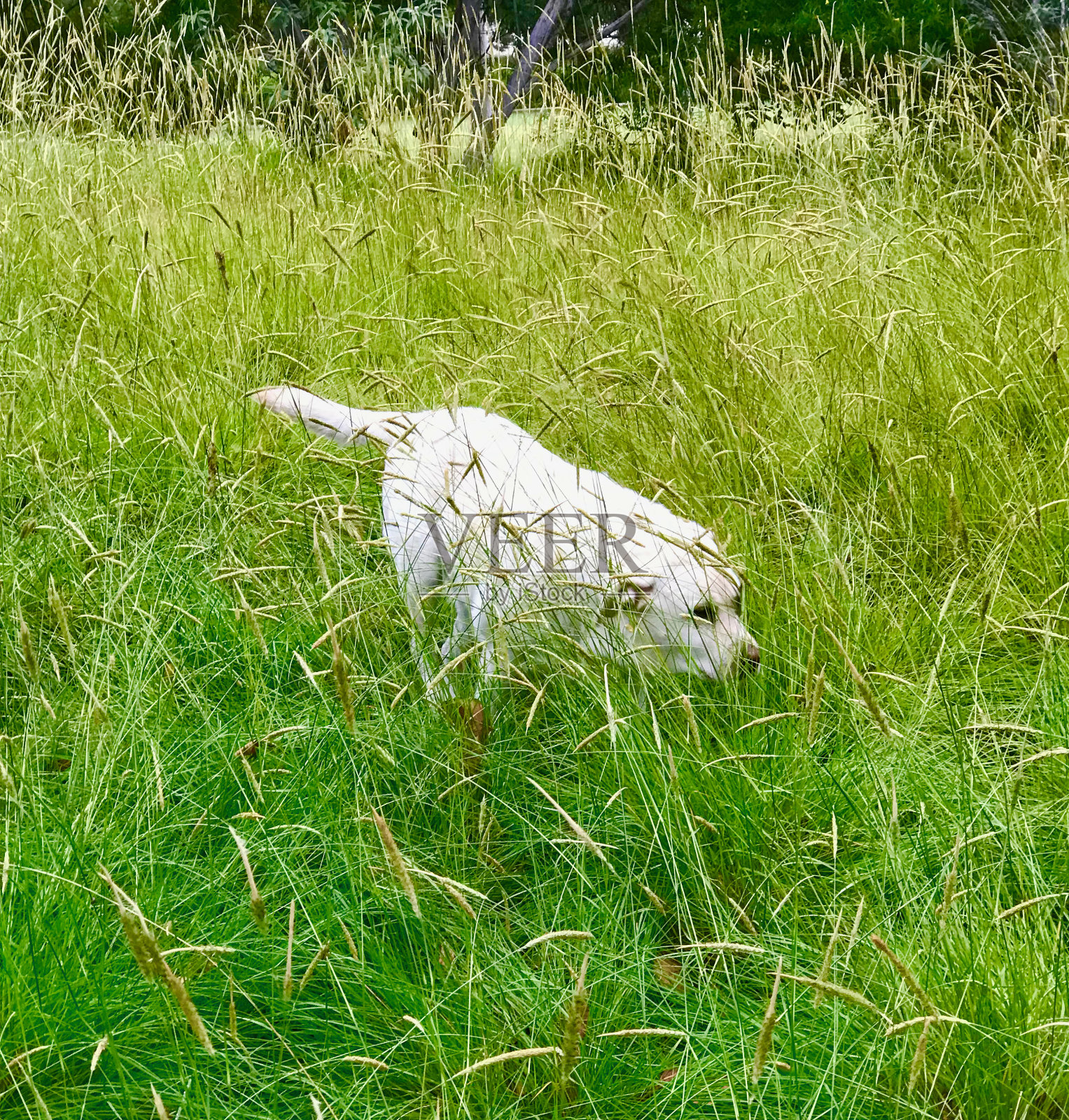 长草里的拉布拉多寻回犬照片摄影图片