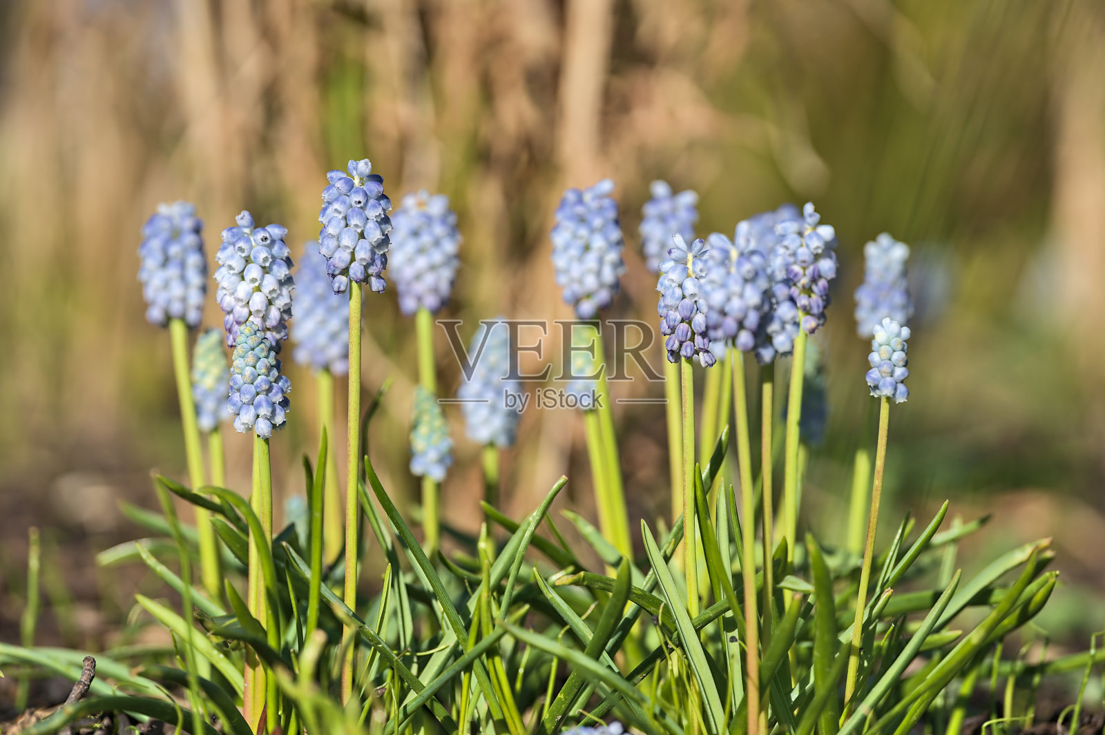 美丽明亮的特写春小淡蓝色的风信子花在模糊的背景，Ballinteer，爱尔兰都柏林照片摄影图片