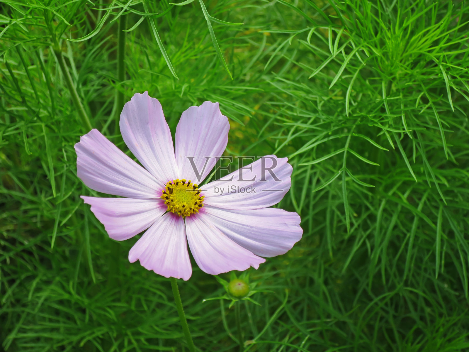 近距离的宇宙花对绿色蓬松的叶子背景照片摄影图片