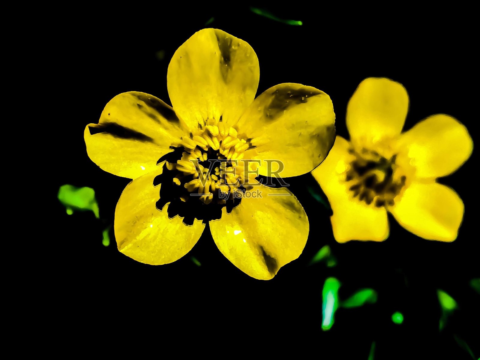 花照片摄影图片