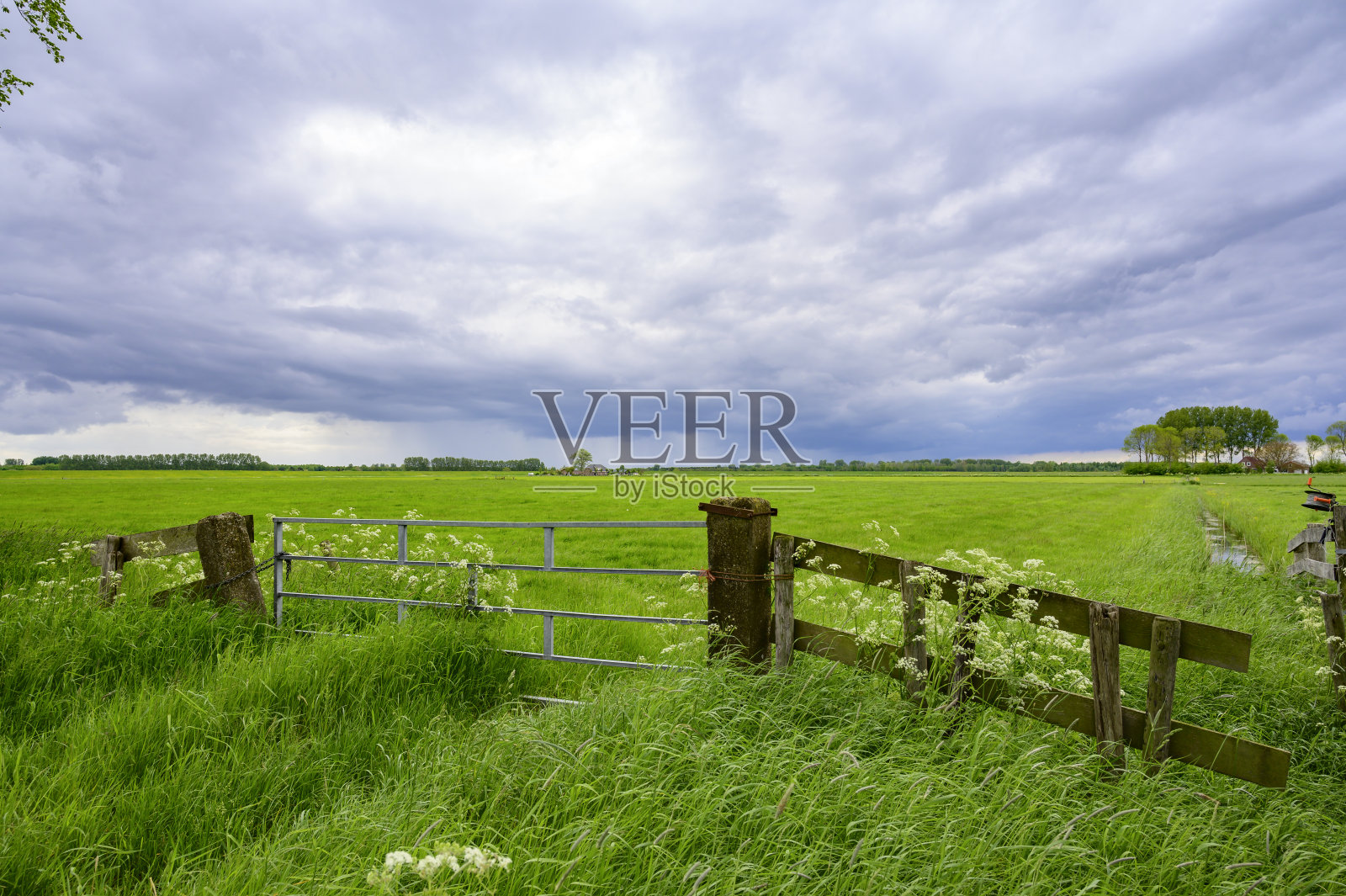 春天草地上的野花照片摄影图片