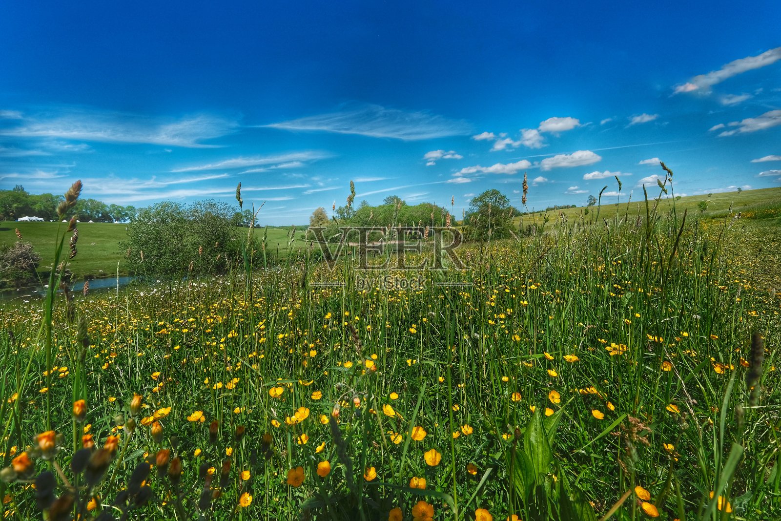 田野的毛茛户外乡村美丽的大自然照片摄影图片