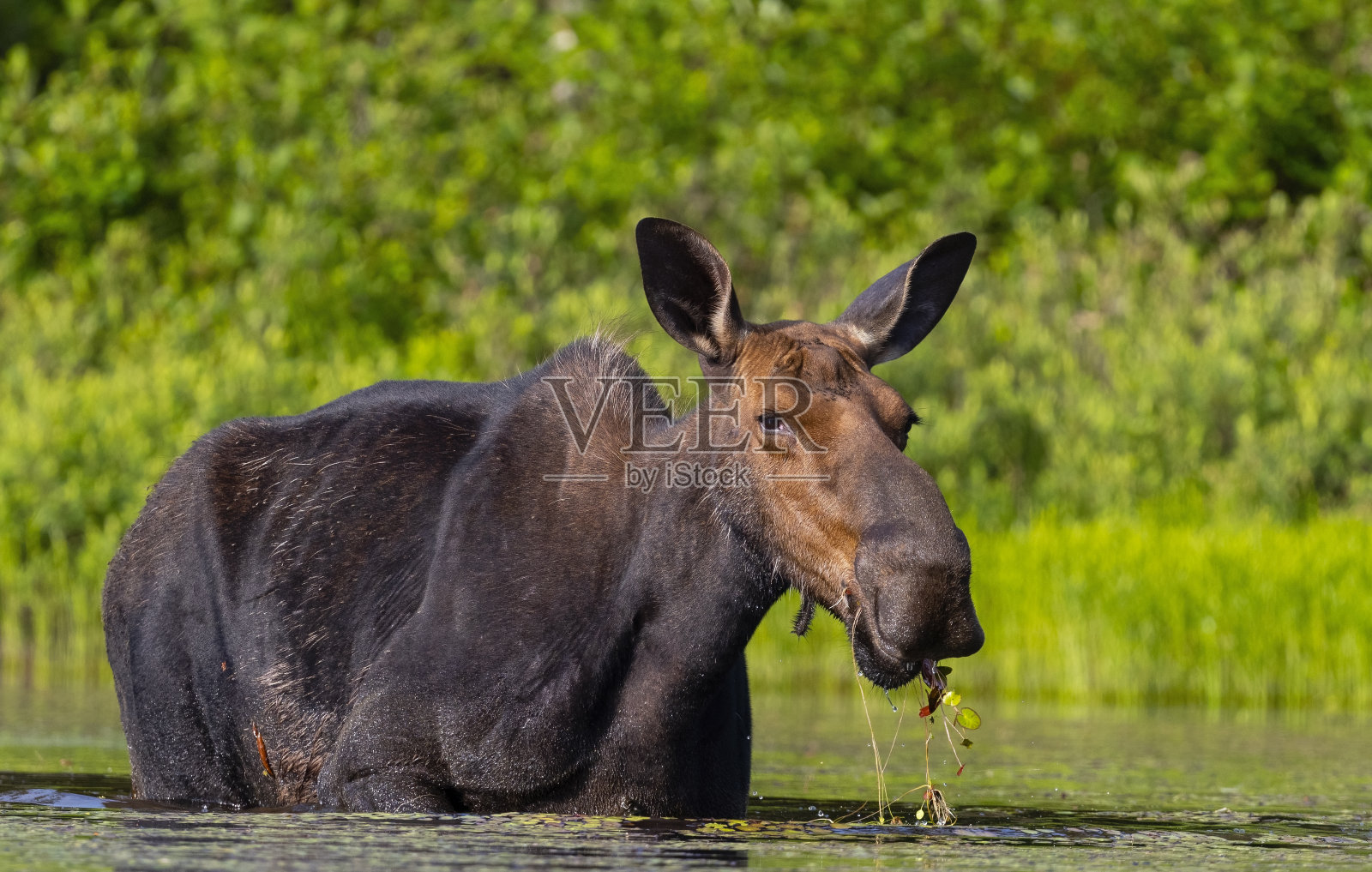 驼鹿，驼鹿，吃水生植物的雌鹿。照片摄影图片