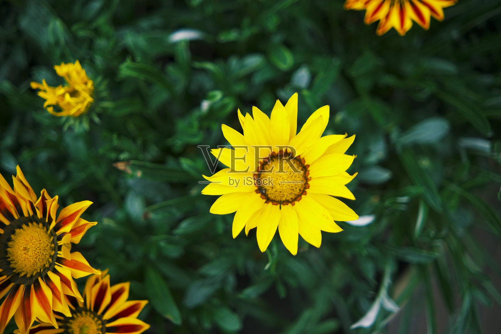 花卉植物有机花园和园林背景与复印空间照片摄影图片