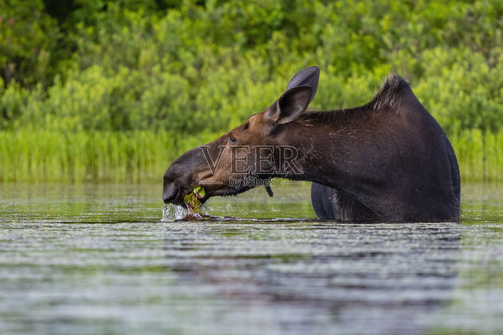 驼鹿，驼鹿，吃水生植物的雌鹿。照片摄影图片