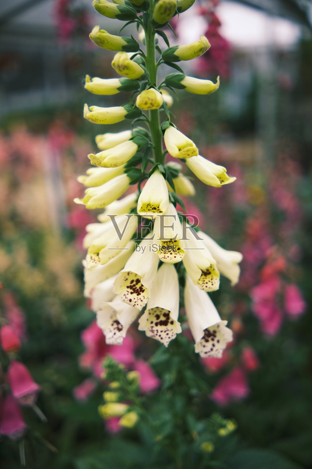 花卉植物有机花园和园林背景与复印空间照片摄影图片