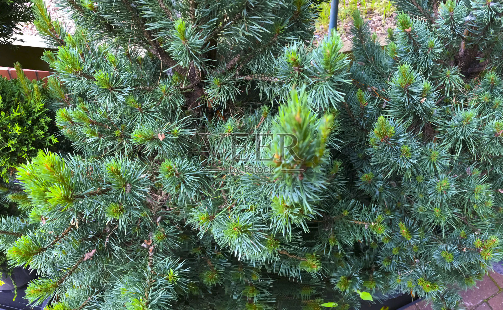 花卉植物有机花园和园林背景与复印空间照片摄影图片