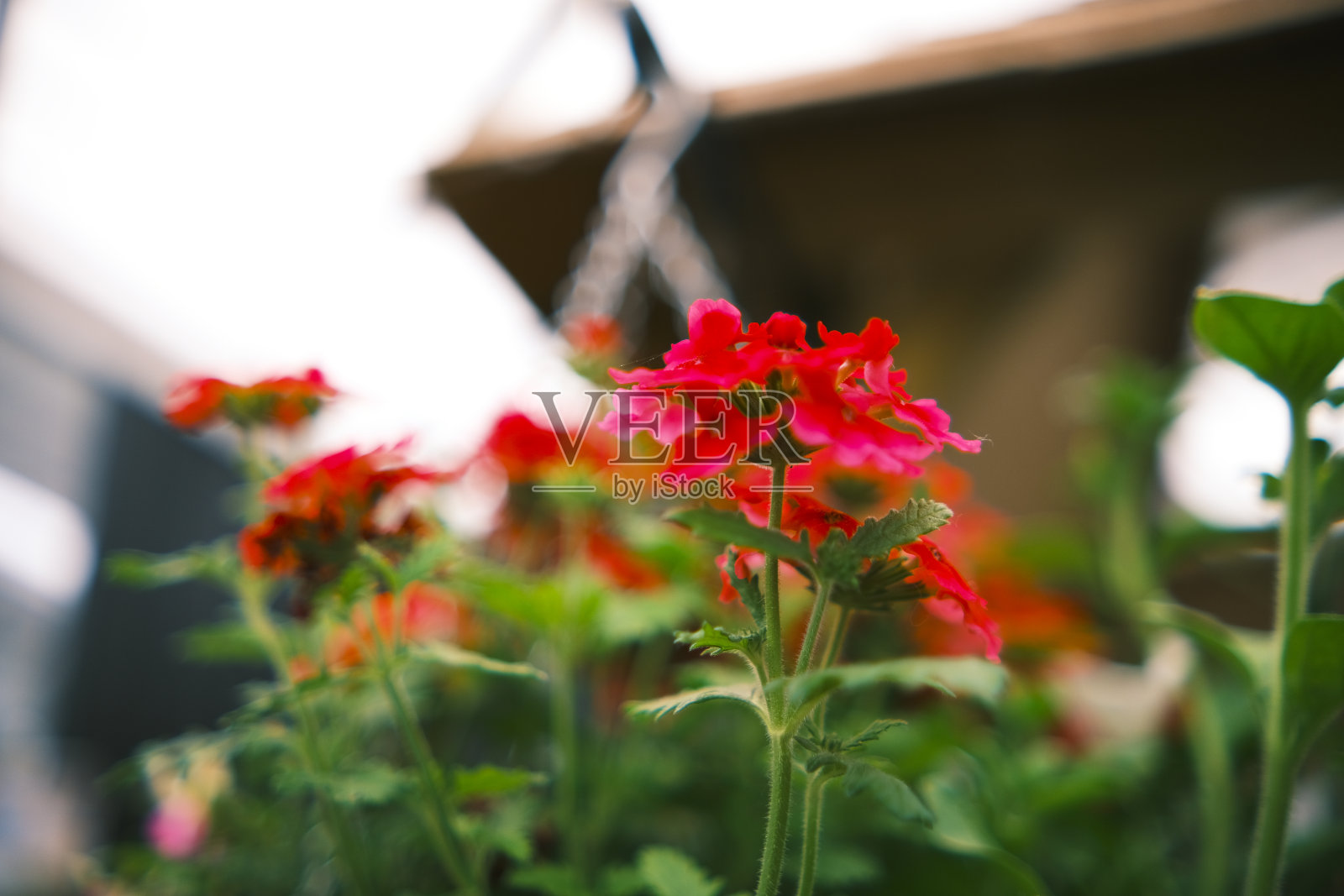 花卉植物有机花园和园林背景与复印空间照片摄影图片
